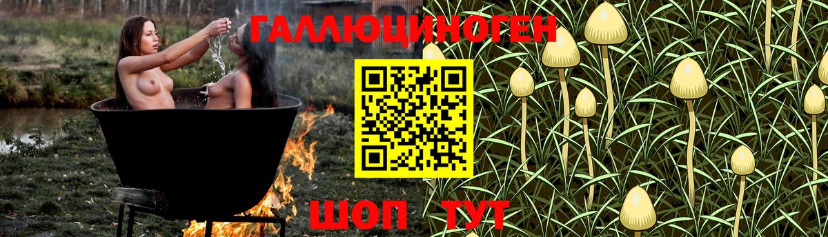 Галлюциногенные грибы Psilocybe Торжок
